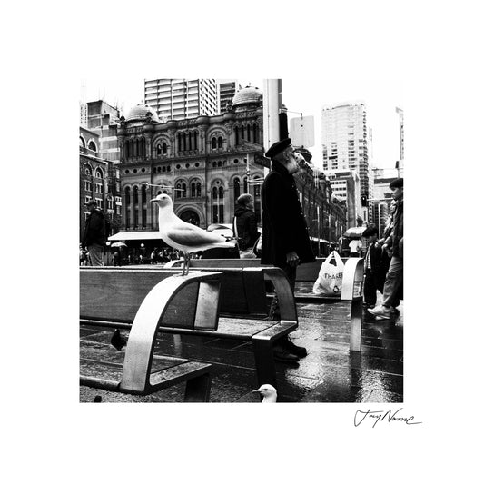 Seagulls at Townhall 30x30cm